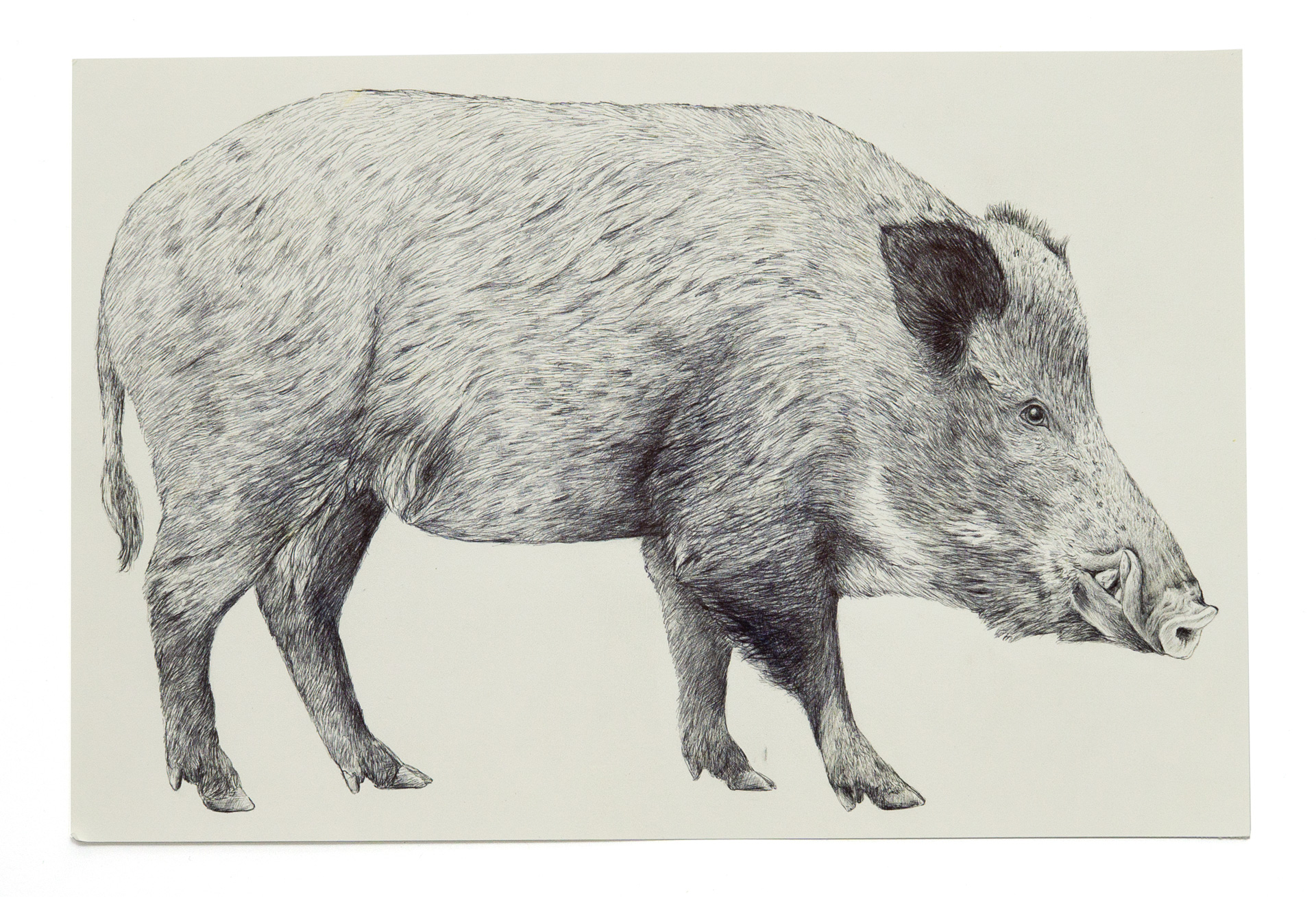 Wildschwein