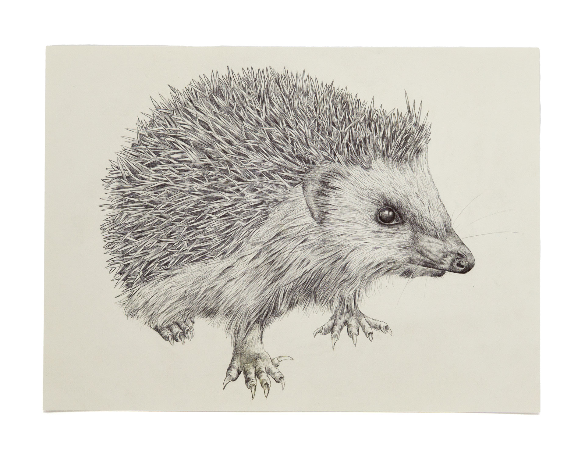 Igel