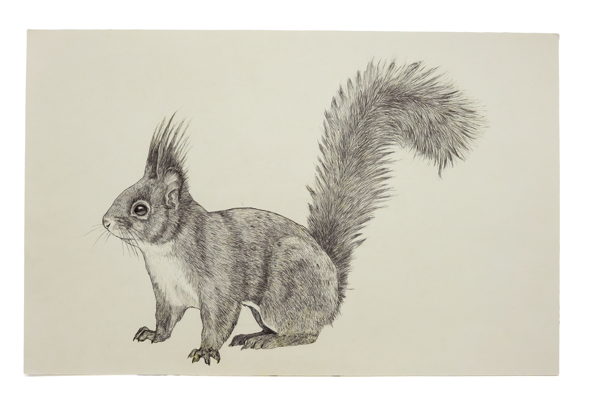 Eichhörnchen