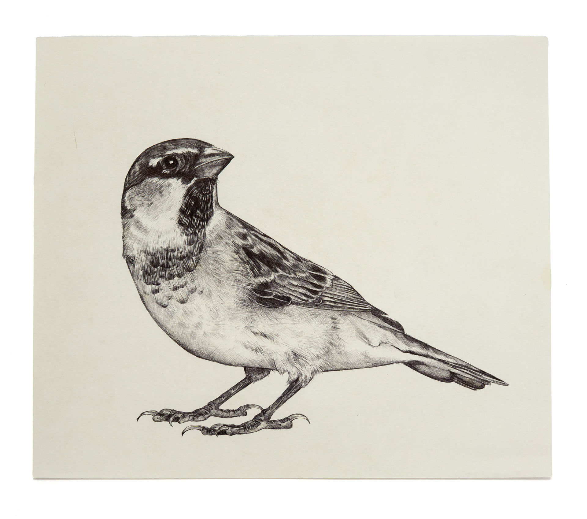 Spatz