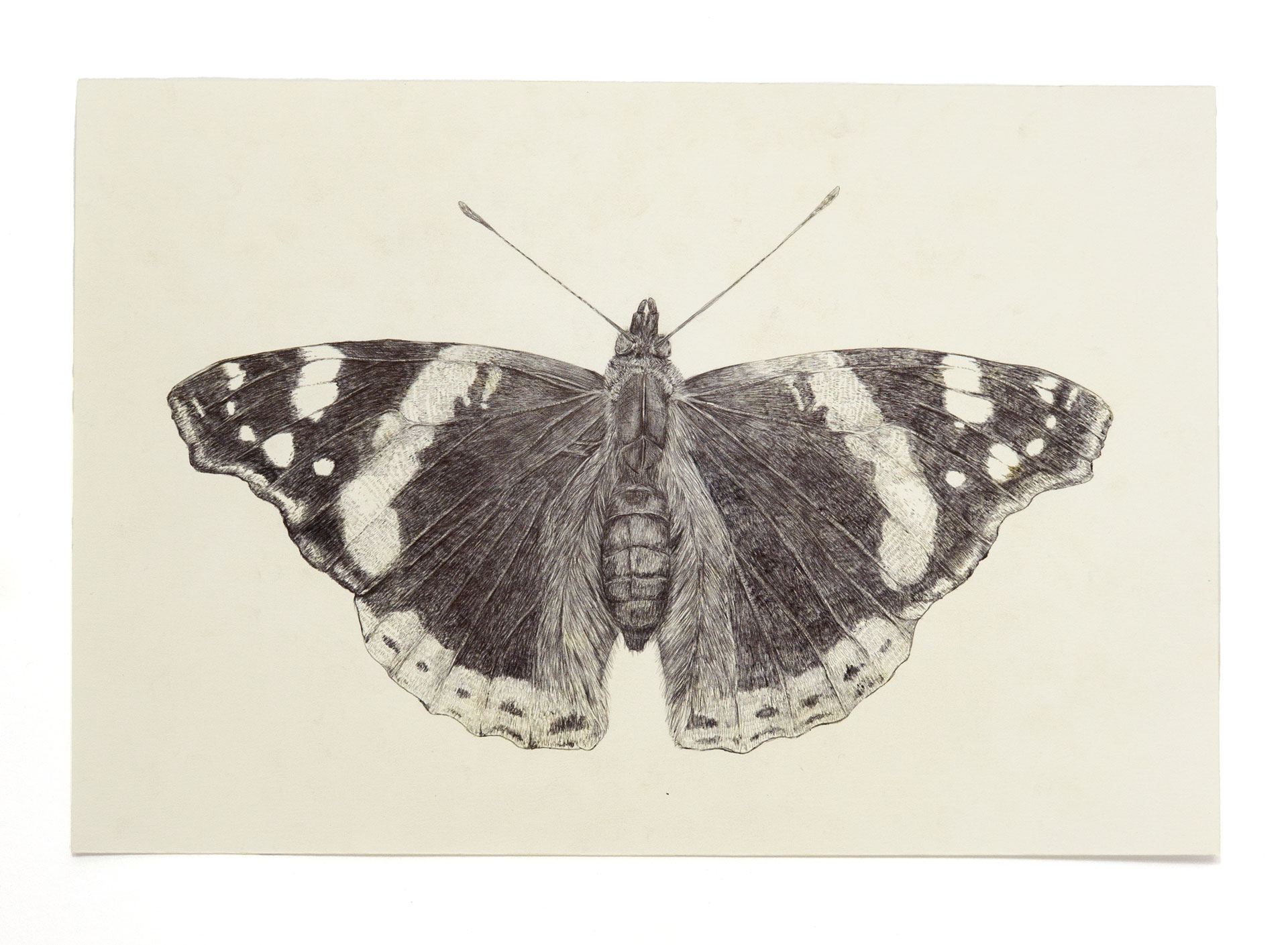 Schmetterling