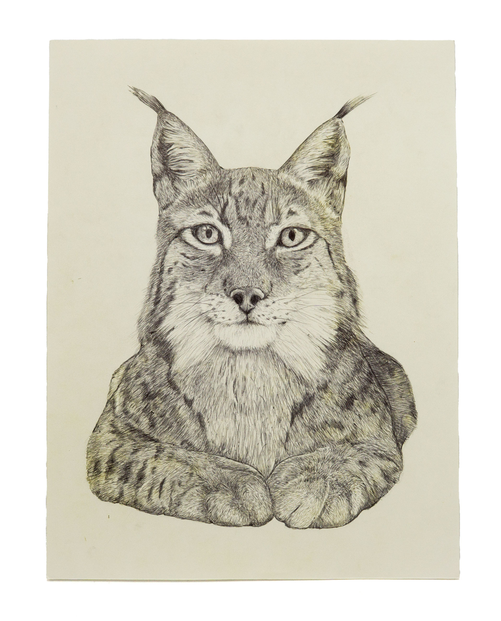 Luchs