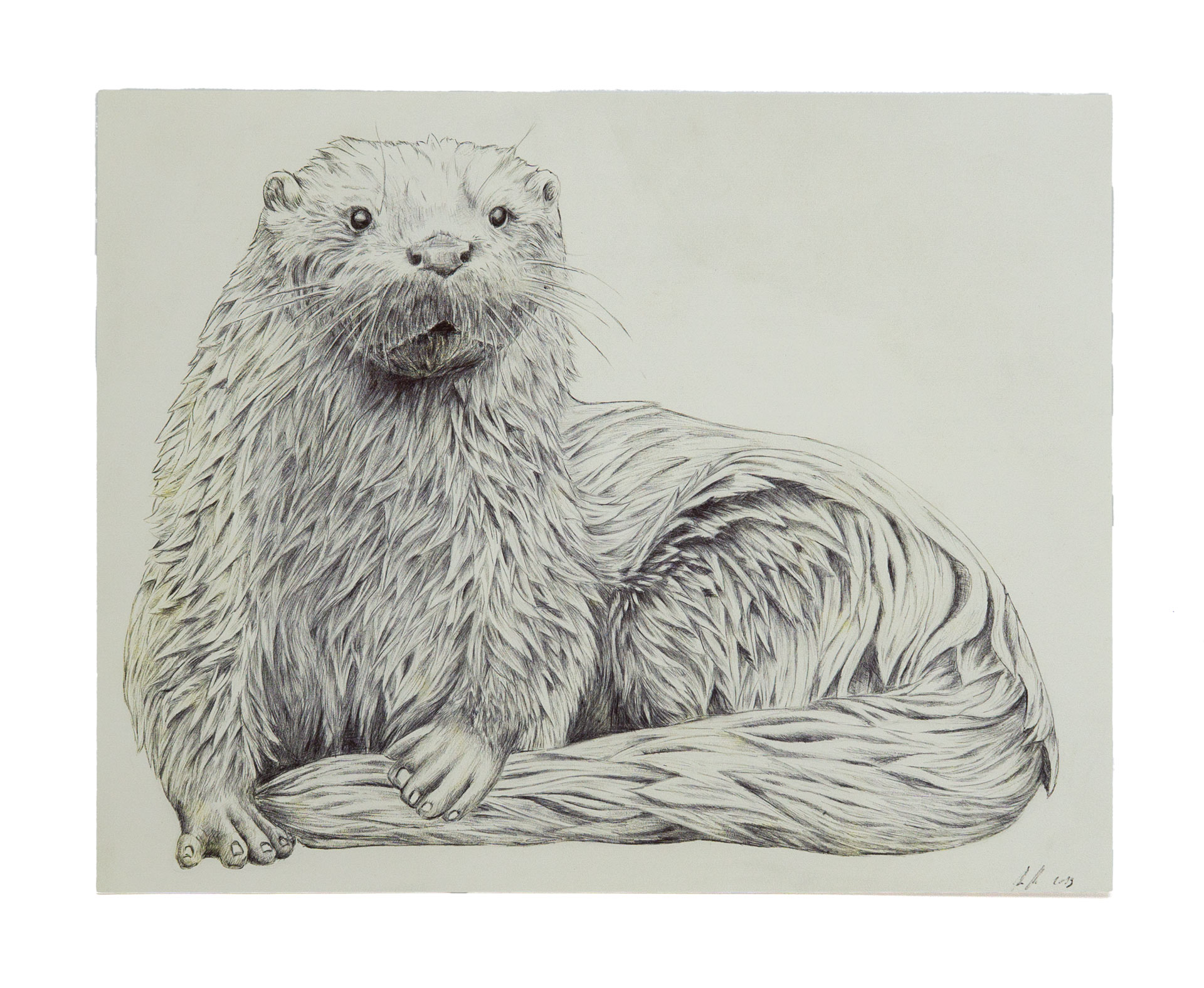 Otter