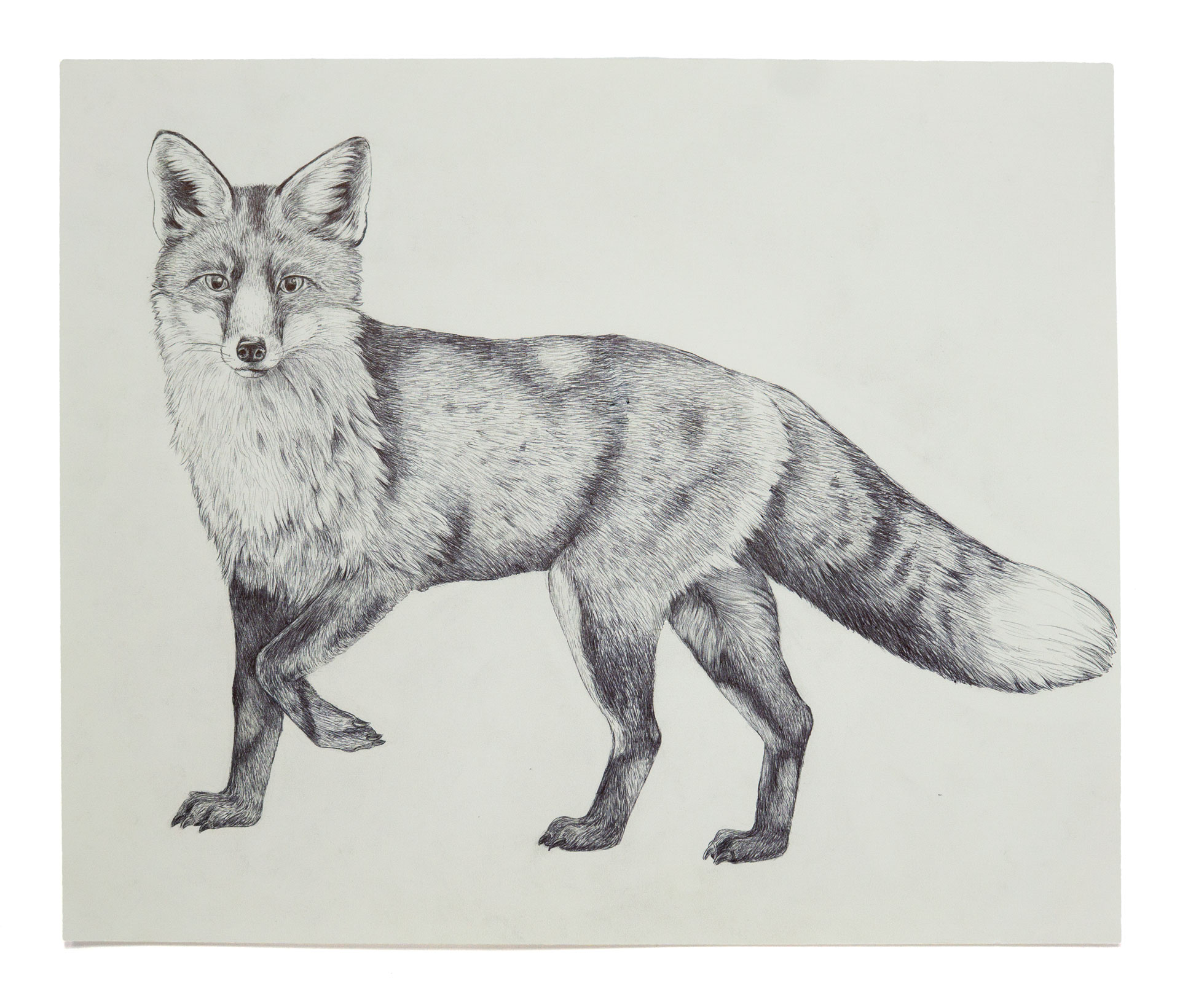 Fuchs
