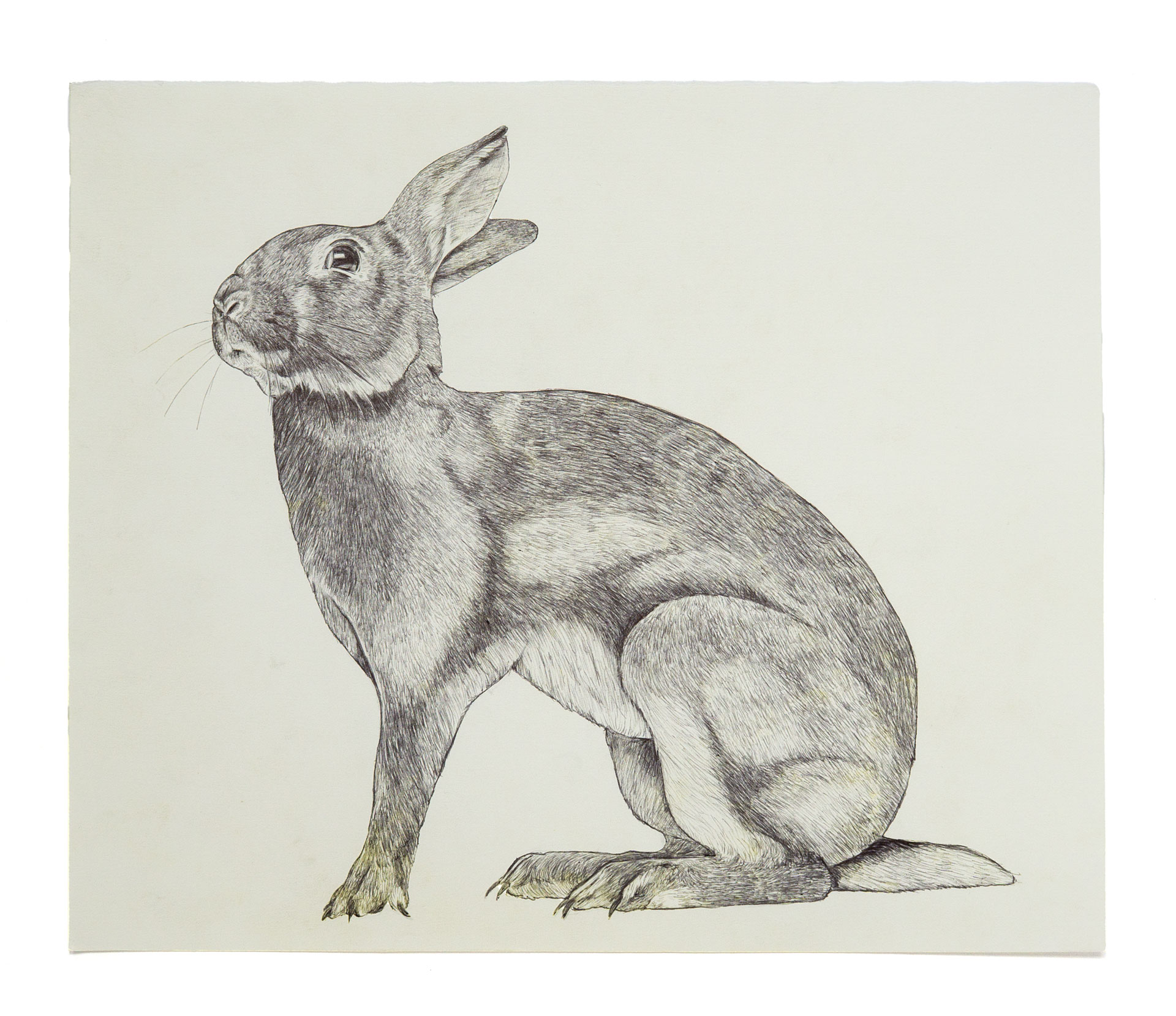 Hase