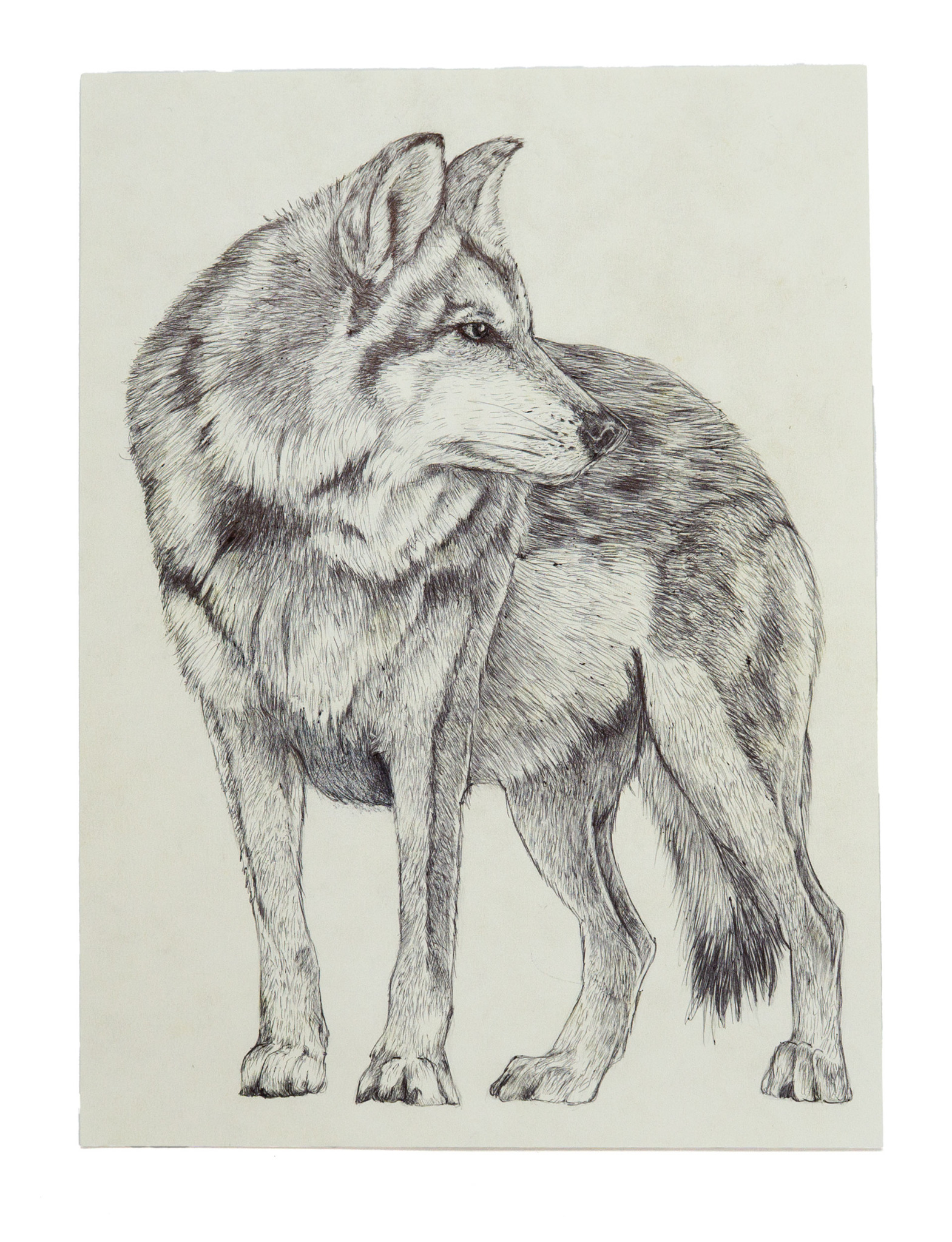 Wolf