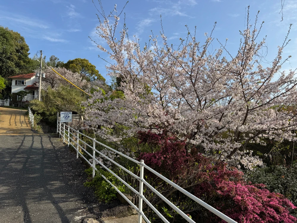 Garden of International Clinic in spring, Terukuni 2-2-50, Fukuoka