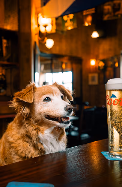 Dog at the bar beside a pint of lager in the dog-friendly pub at Foxhunter