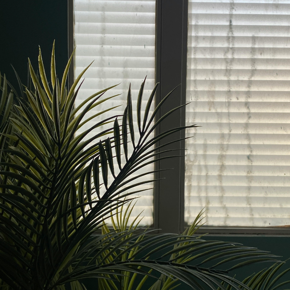 Palm fronds silhouetted against closed white composite blinds on a window
