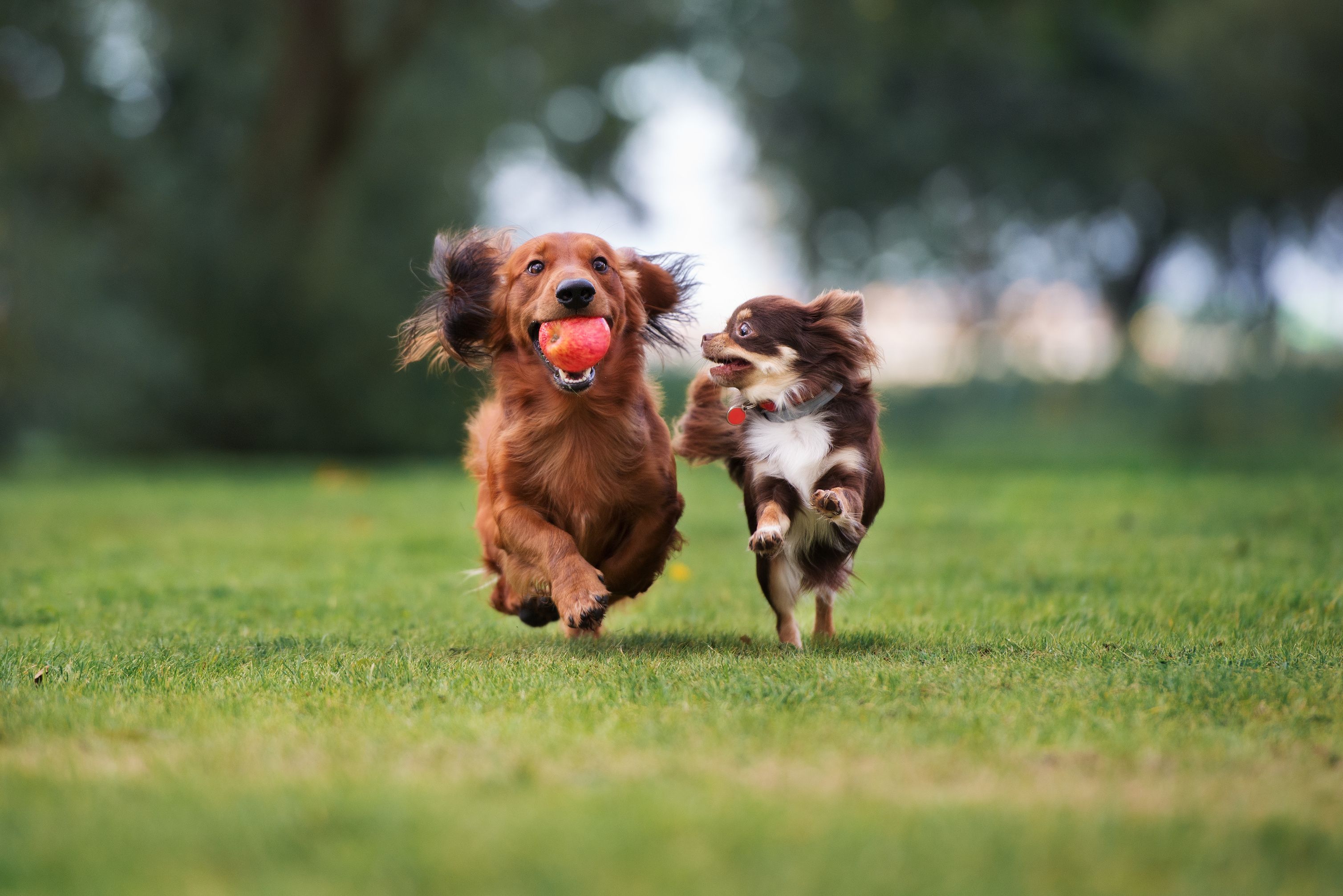 Dogs running stock photo