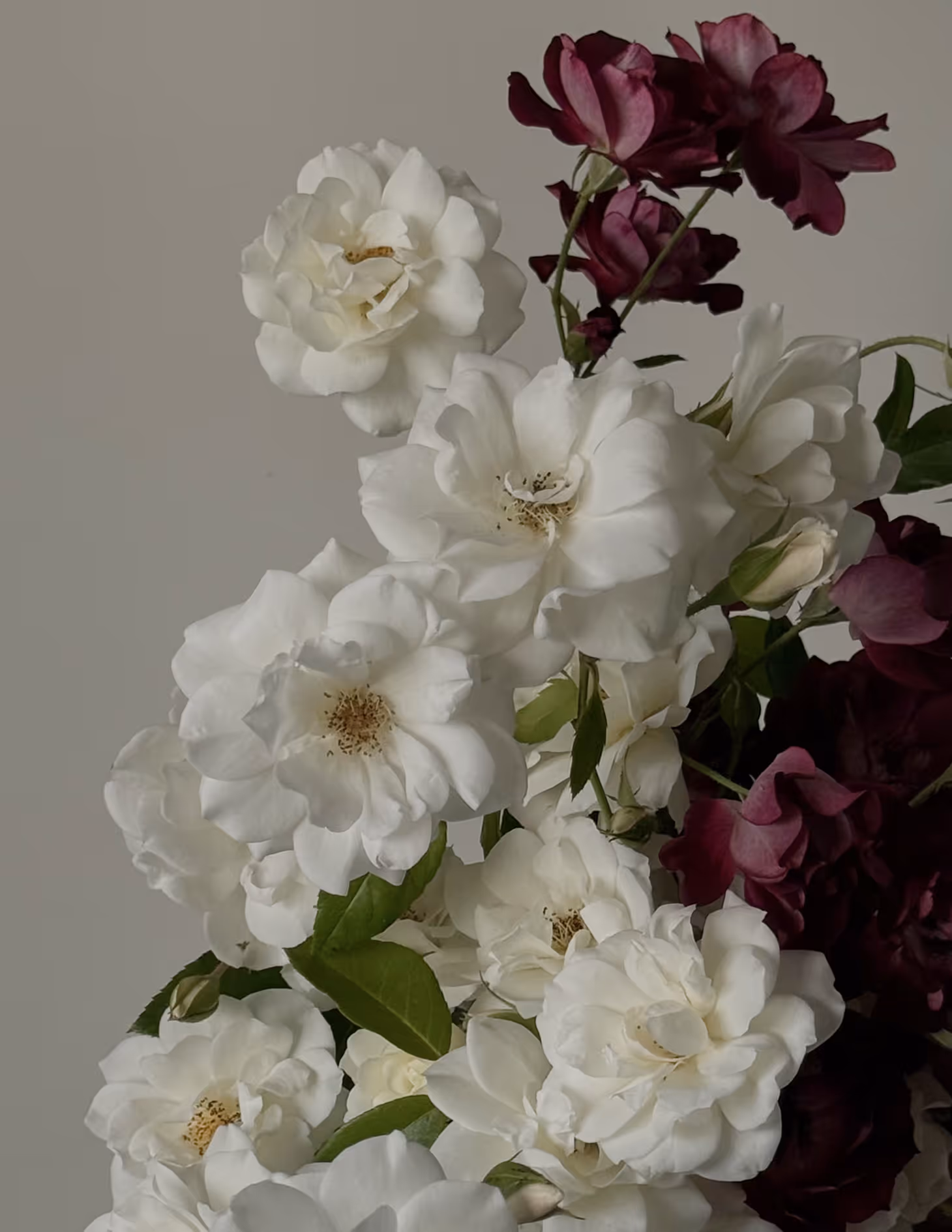 Cluster of white and dark purple roses with green leaves against a neutral background.
