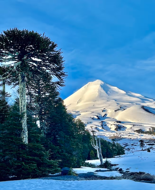 Lliama ski mountaineering ski touring
