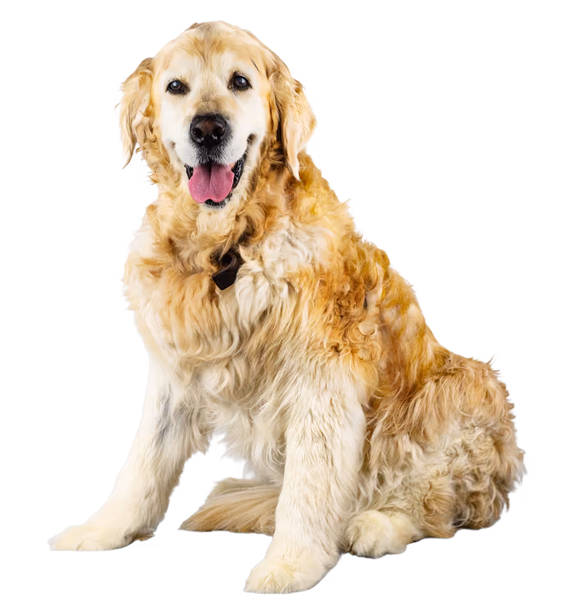 Reggie the Renti Rewards dog
