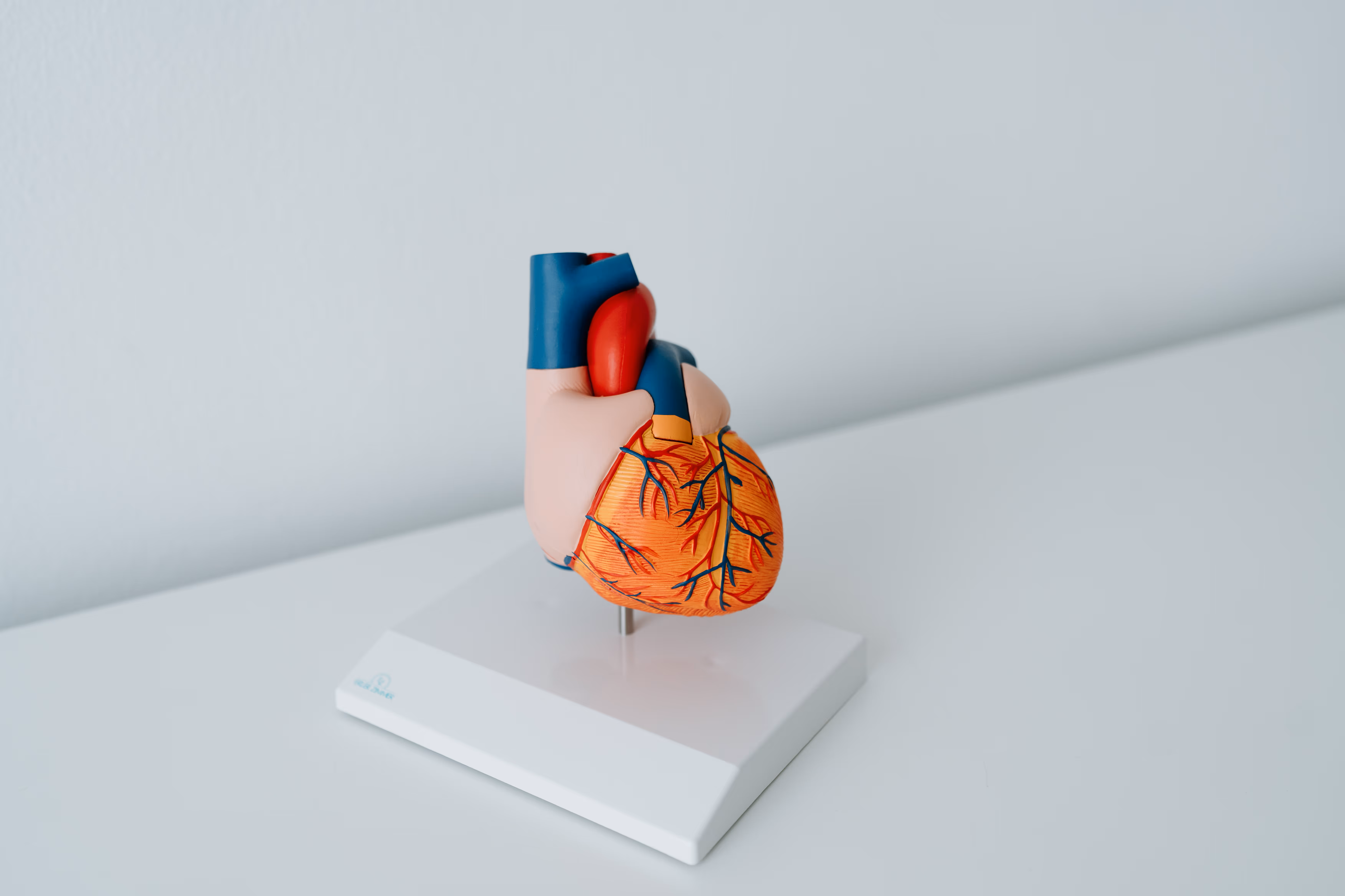 Modell eines menschlichen Herzens mit sichtbaren Arterien auf einem weißen Sockel.