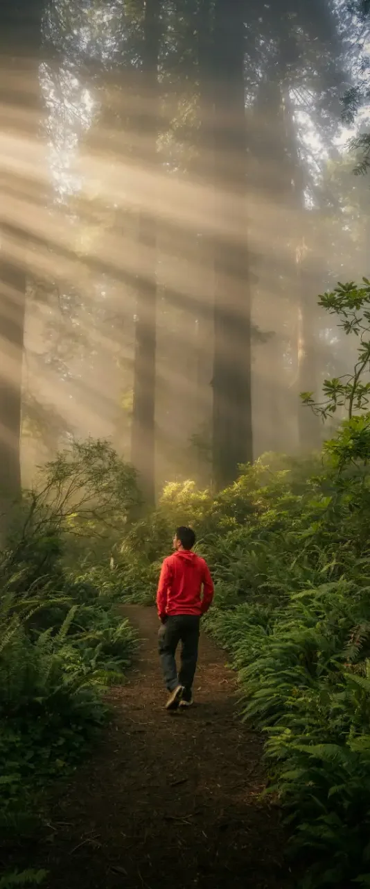 Dense green forest ferns