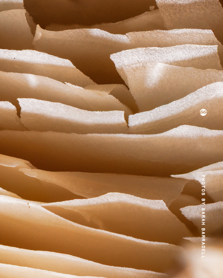 Close-up macro photograph of layered, translucent, cream-colored mushroom gills creating a textured, wavy pattern.
