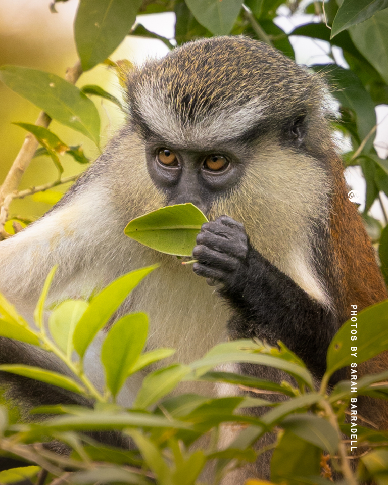 Close-up of a monkey with a mix of gray, black, and brown fur holding and smelling a green leaf among leafy green branches.