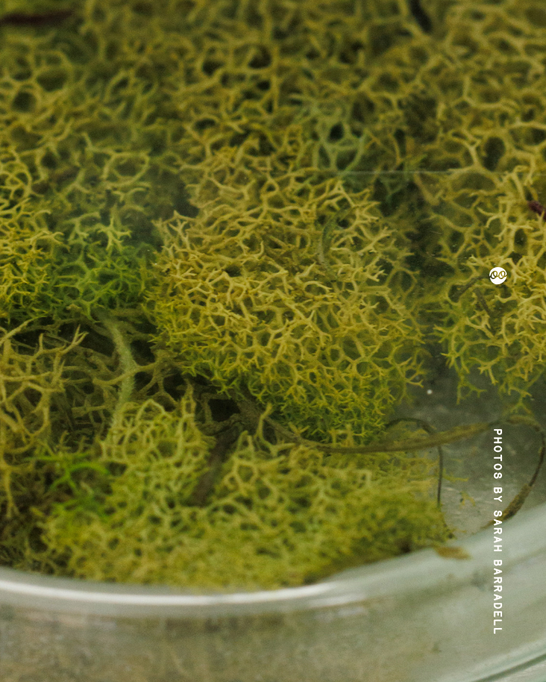 Close-up of green moss with intricate branching patterns inside a transparent container.