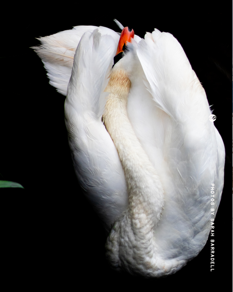White swan with wings raised and neck curled against a black background.