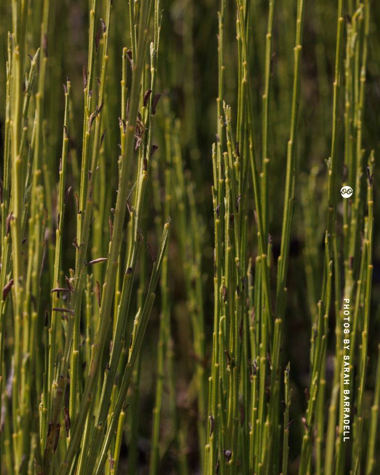 Close-up of green reed plants with thin, vertical stems and small brownish segments in natural light.
