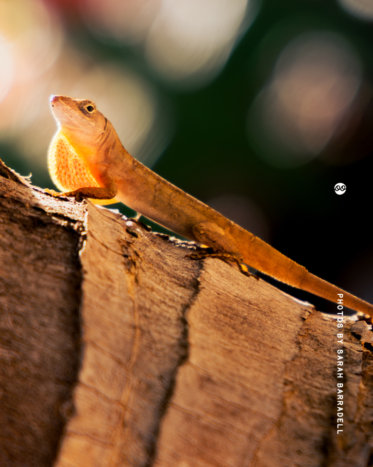 Orange-brown anole lizard with an extended throat fan perched on a rough tree branch, with a blurred dark green and light bokeh background.