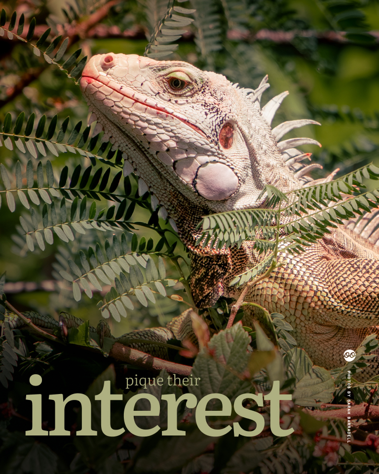 Close-up of a white iguana surrounded by green leaves with text overlay reading 'pique their interest'.