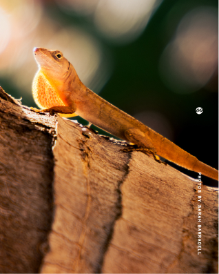 Close-up of an orange-brown lizard basking on a textured tree trunk with a blurred dark green and light background.