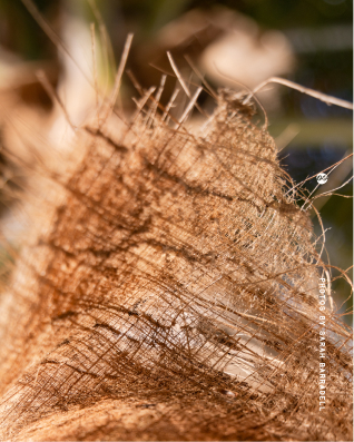Close-up of a dried, translucent leaf with delicate fibrous veins and thin spines, softly lit with a blurred natural background.