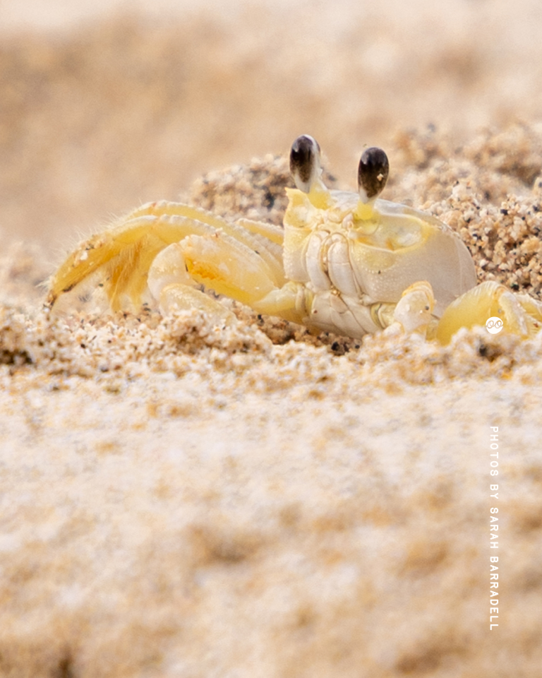 Close-up of a pale yellow ghost crab partially buried in sandy beach with eyes raised above its body.