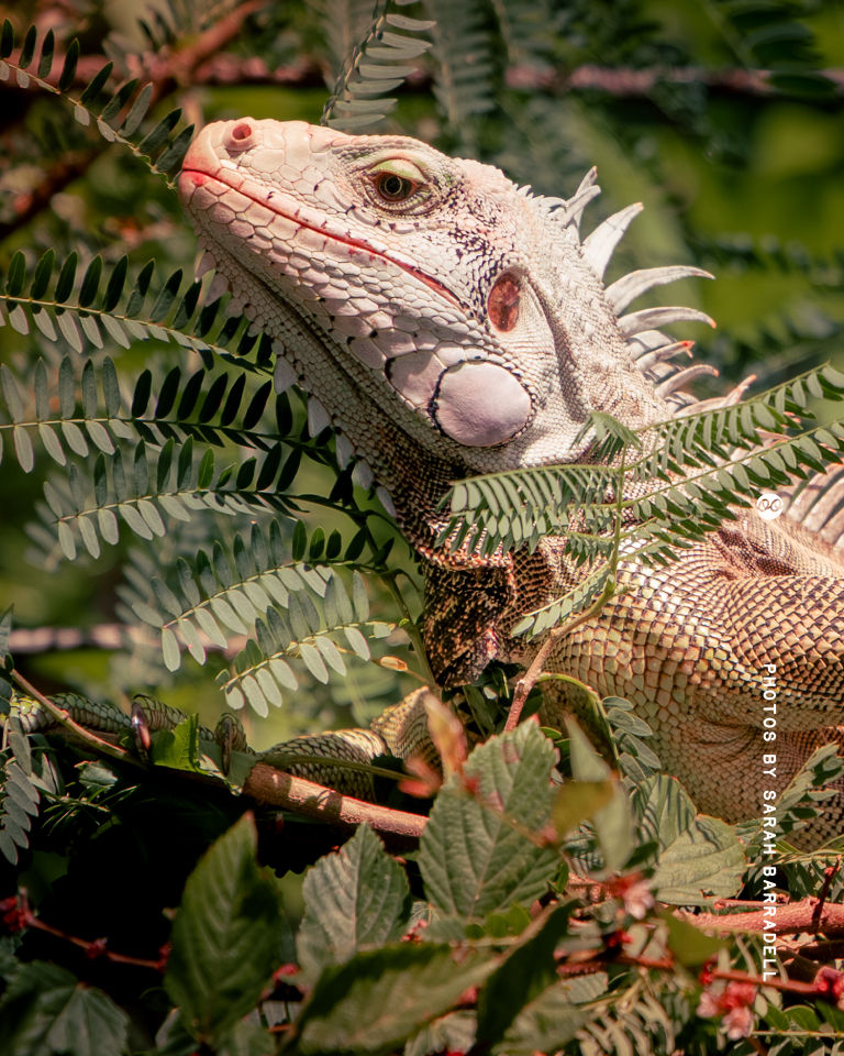 Close-up of a green iguana surrounded by green leaves and branches, showing its textured scales and spines along its back.
