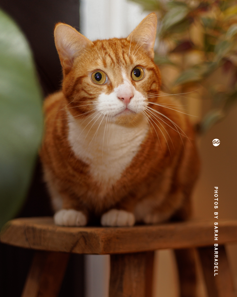 Close-up of an orange tabby cat with white markings sitting on a wooden stool, looking slightly to the right.