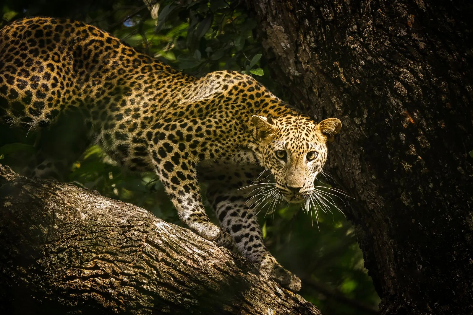 Safari en el Parque Nacional de Yala, Sri Lanka