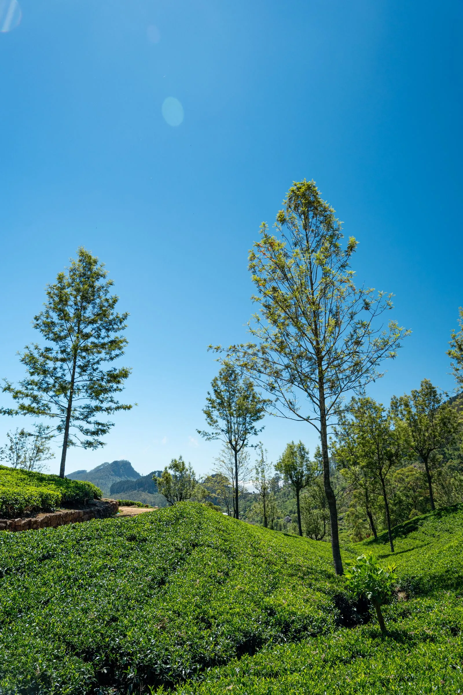 Plantaciones de té en Nuwara Eliya, Sri Lanka