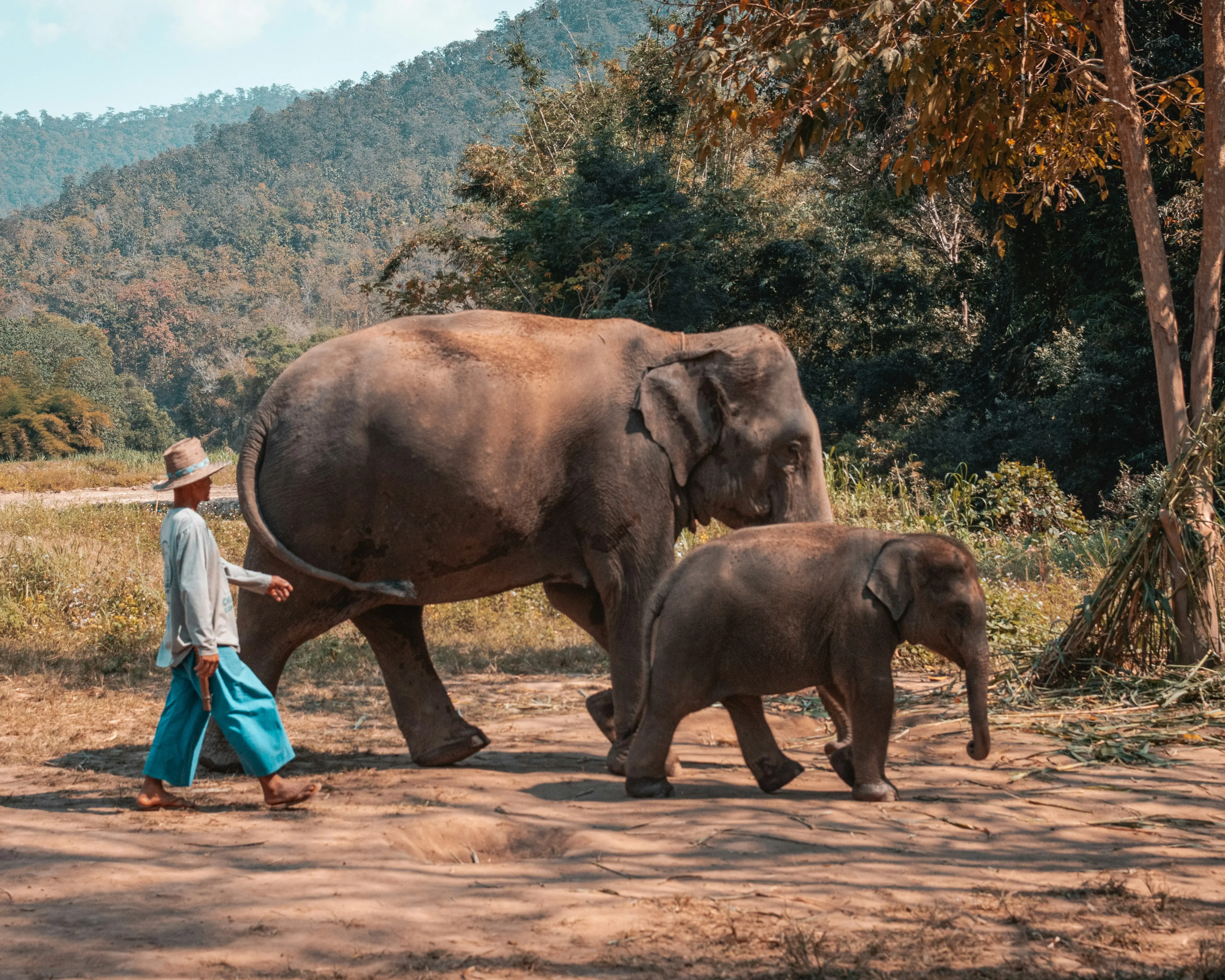 Santuario de elefantes ético en Chiang Mai: cómo elegir y qué esperar