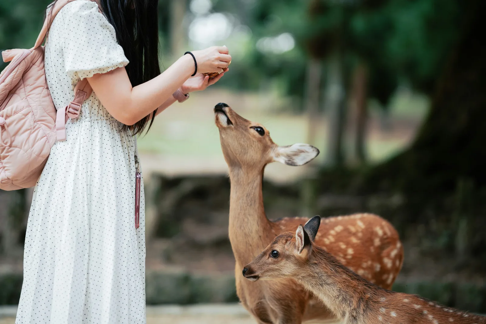 Ciervos junto a templos antiguos en Nara, Japón