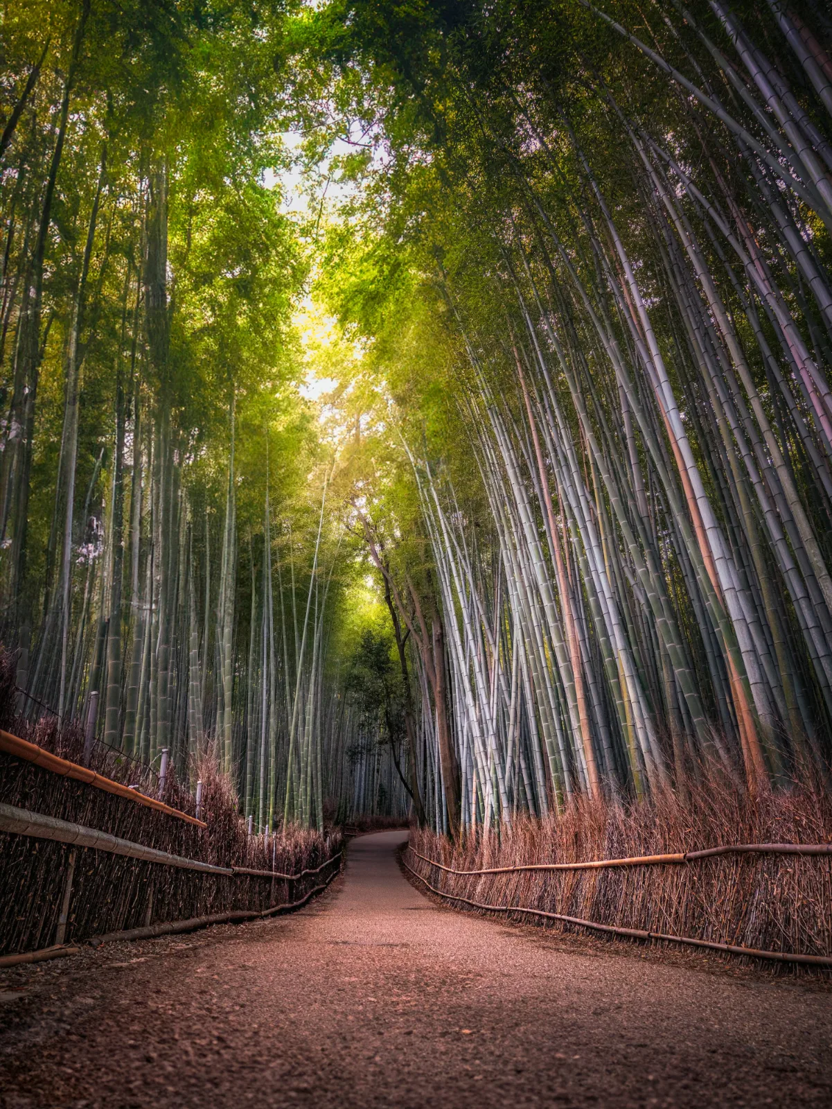 Sendero entre el bosque de bambú de Arashiyama, Kioto