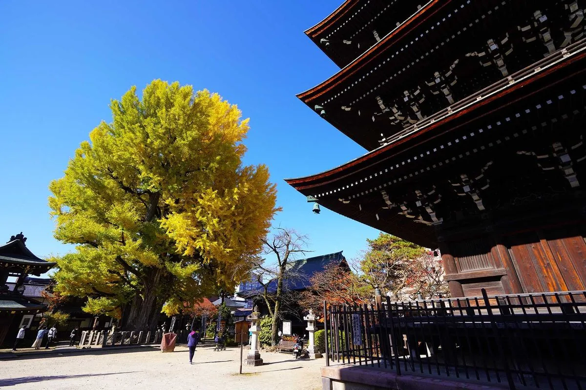 Callejuelas tradicionales y destilerías de sake en el casco antiguo de Takayama, Alpes Japoneses