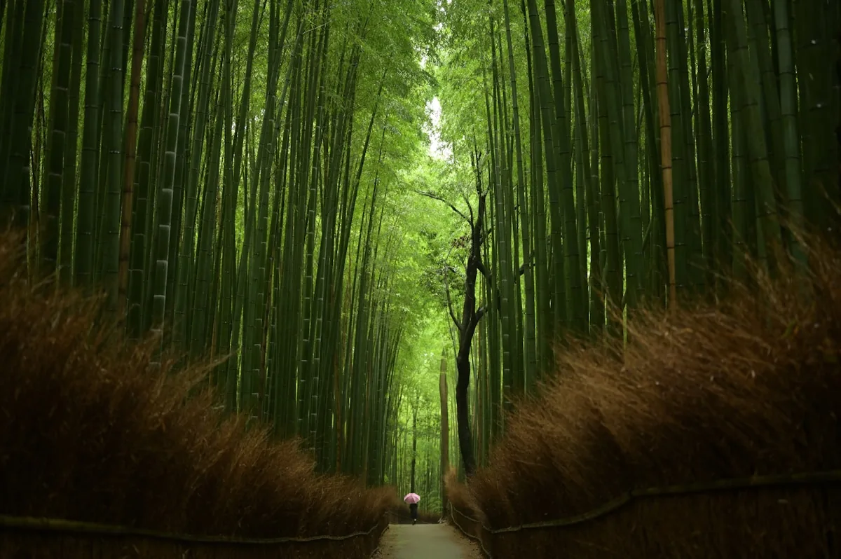 Sendero entre el bosque de bambú de Arashiyama, Kioto