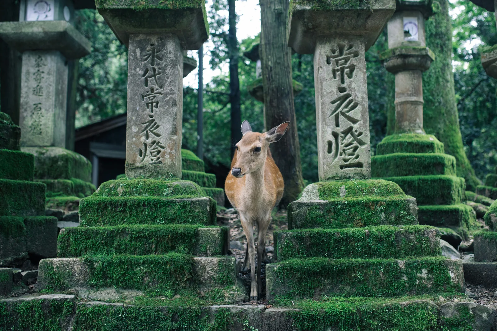 Ciervo sagrado junto a un templo en Nara