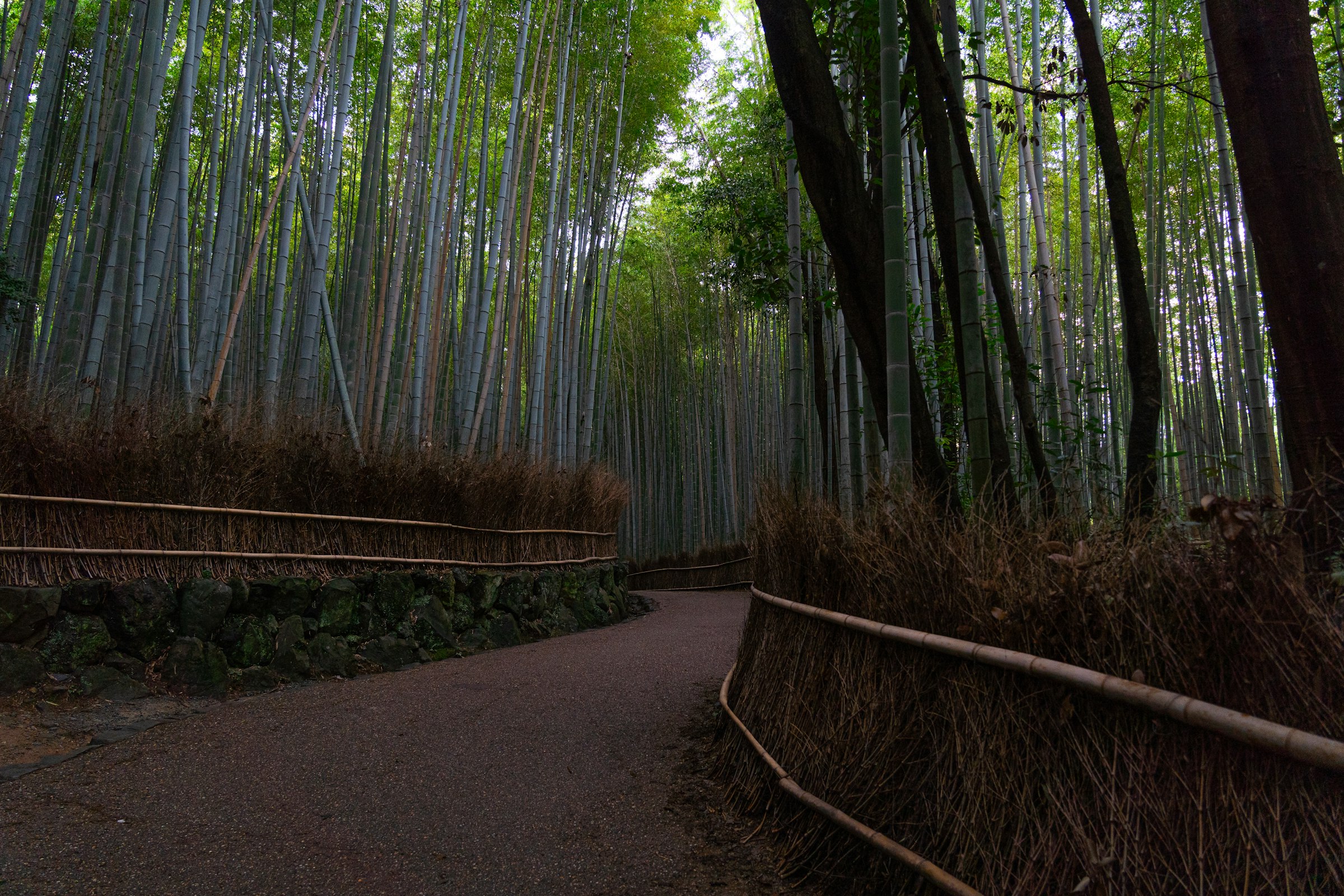 Sendero entre el bosque de bambú de Arashiyama, Kioto