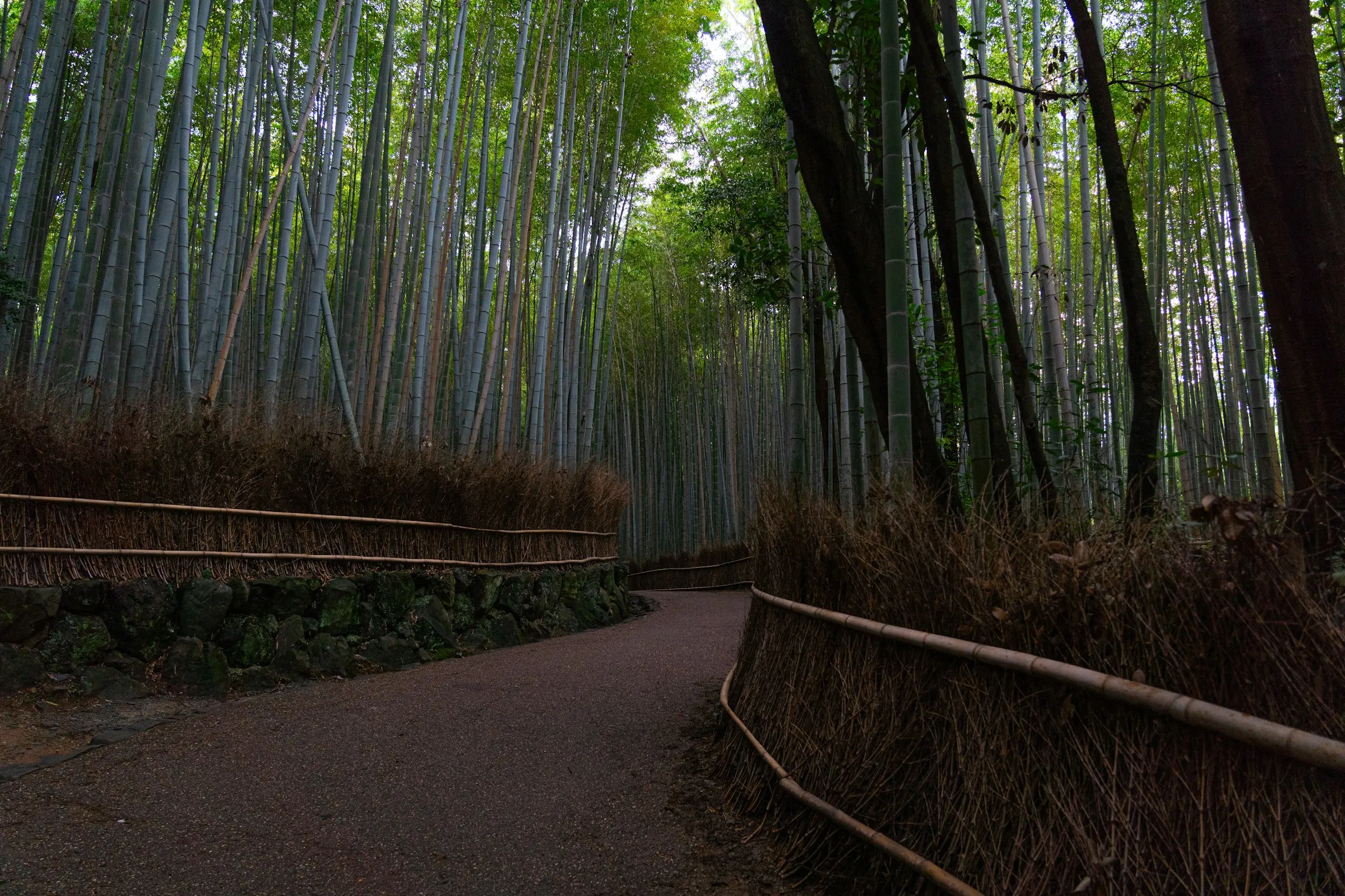 Sendero entre el bosque de bambú de Arashiyama, Kioto