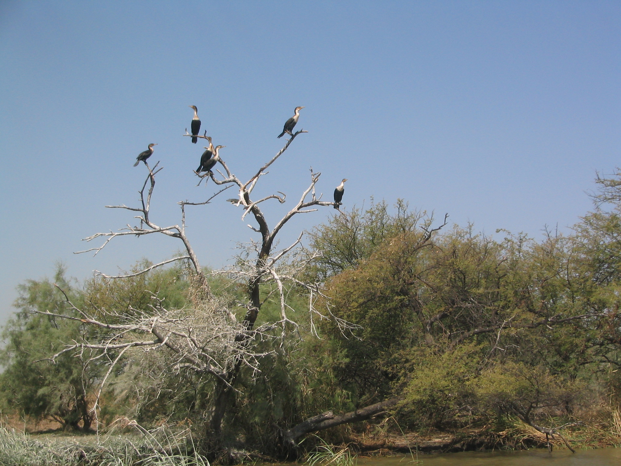 Santuario de aves de Djoudj, Senegal