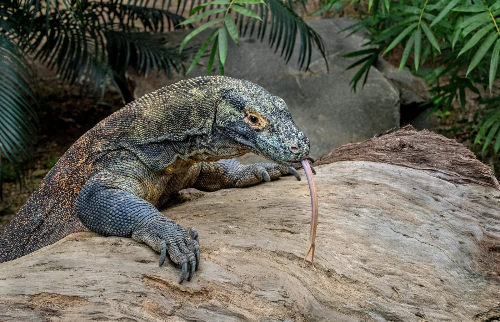 Dragón de Komodo