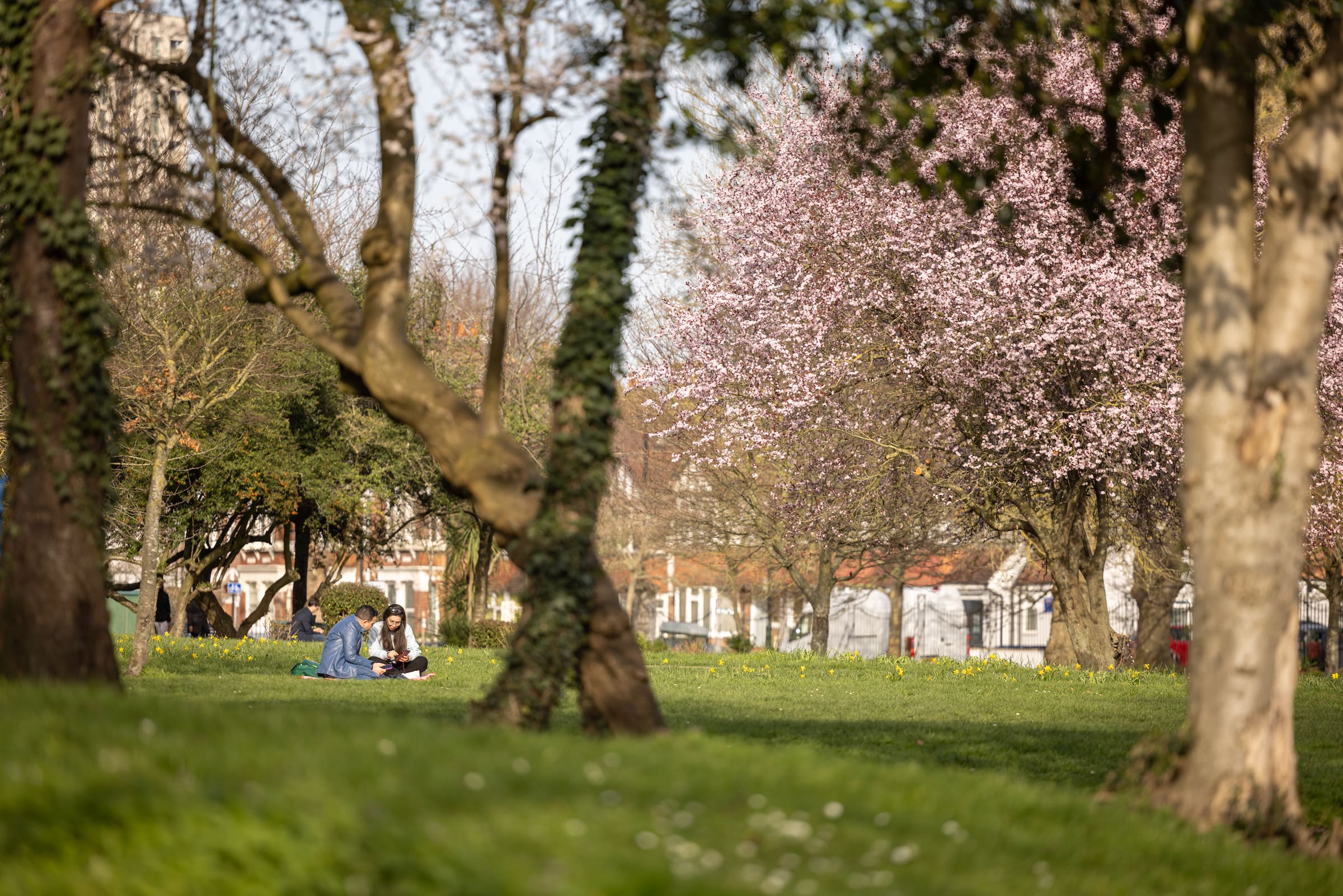 Cherry blossom in full pink bloom in an Acton park during spring, with daffodils dotted across the grass and a couple sitting in the distance