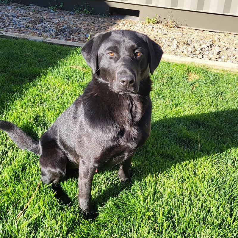 Black Labrador from Water Walker Labs sitting in a sunny green yard with bright amber eyes.