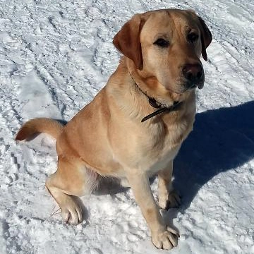 Drake, a finished yellow Labrador trained gun dog from Water Walker Labs, sitting in the snow.