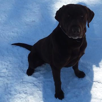 Gunner, a finished chocolate Labrador trained gun dog from Water Walker Labs, sitting in the snow.