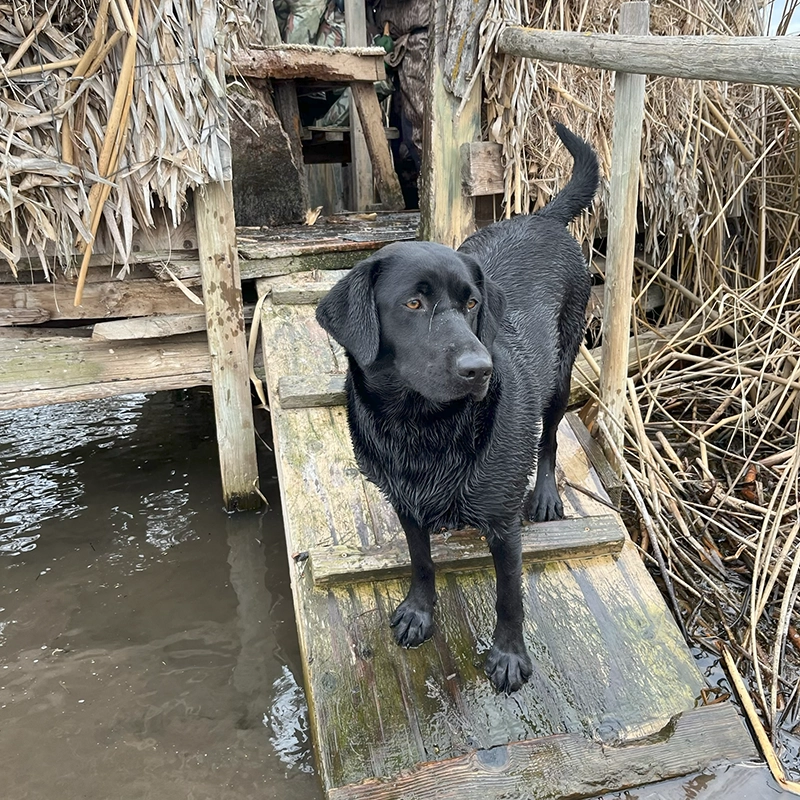 Black Lab from Water Walker Labs standing on a wooden duck blind during a Pacific Northwest waterfowl hunt.