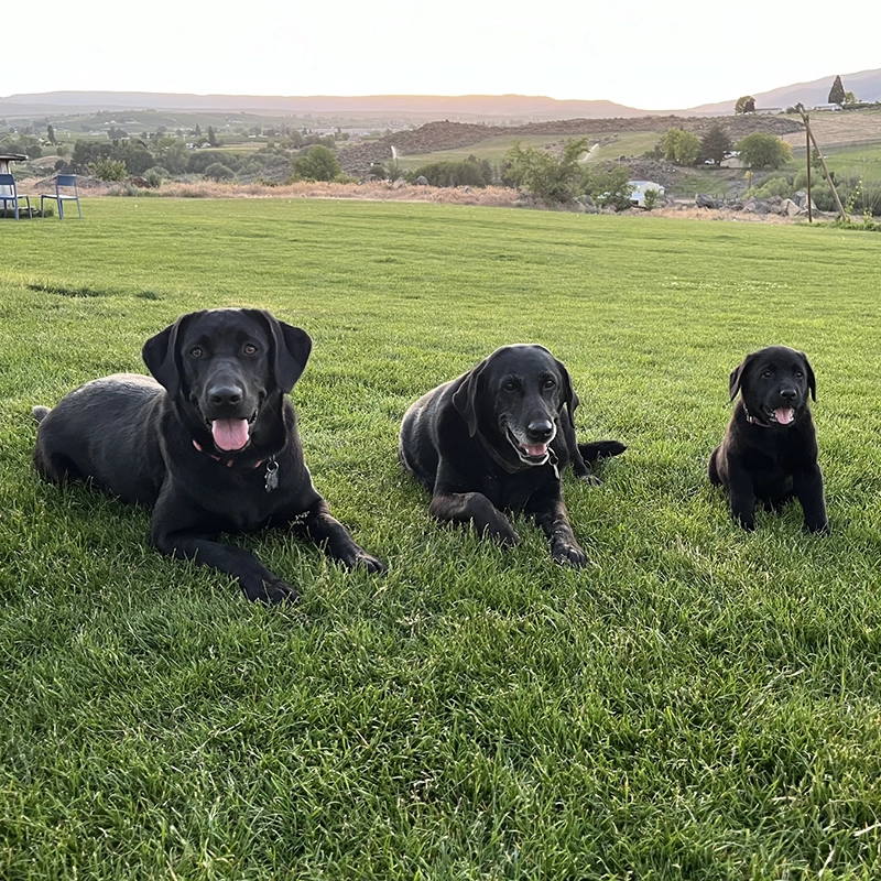 Three black Labrador Retrievers from Water Walker Labs lying together in the grass at sunset in the Yakima Valley, Washington.