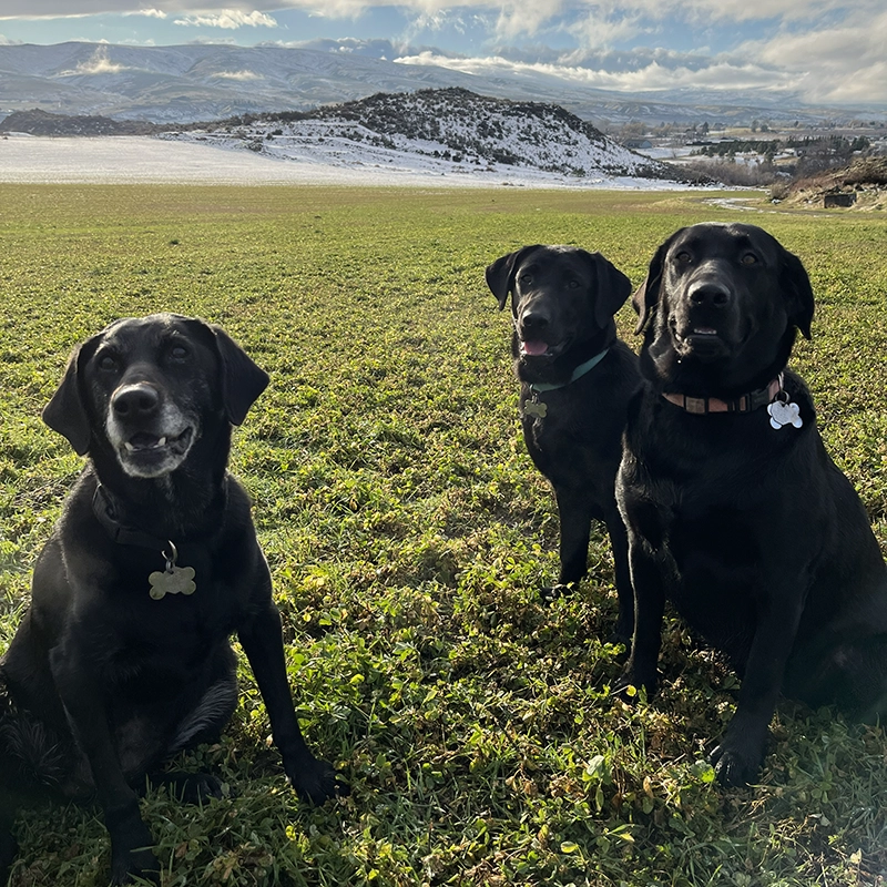 Three black Labs from Water Walker Labs sitting together on a winter day in the Yakima Valley, Washington.